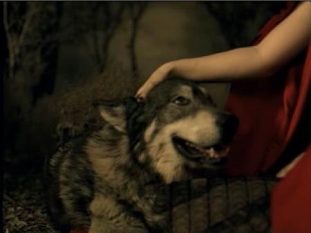 wolf-dog of amy ...